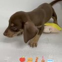 Dachshund Puppy For Sale Malaysia (019 - 480 6689 Grace) -2