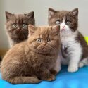 British shorthair Kittens