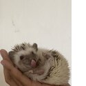 Cute Hedgie-2