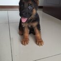 German shepherd puppies -0