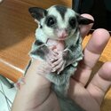 Baby Sugar Gliders for sale-2