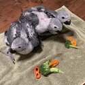 African grey parrots-0