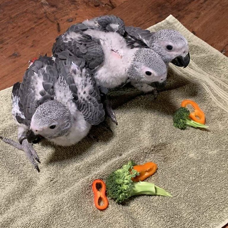 African grey parrots