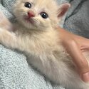 Kitten Ragdoll mixed DLH for sale-3