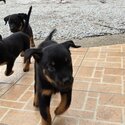 Adorable Rottweiler Puppies for Sale – Cheras, Selangor-5