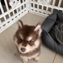 Pomsky Male Puppy -3