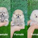Pomeranian Puppies-1