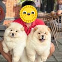 Chow Chow Puppy For Sale Malaysia (Imported from Vietnam) (019 - 480 6689 Grace) -1