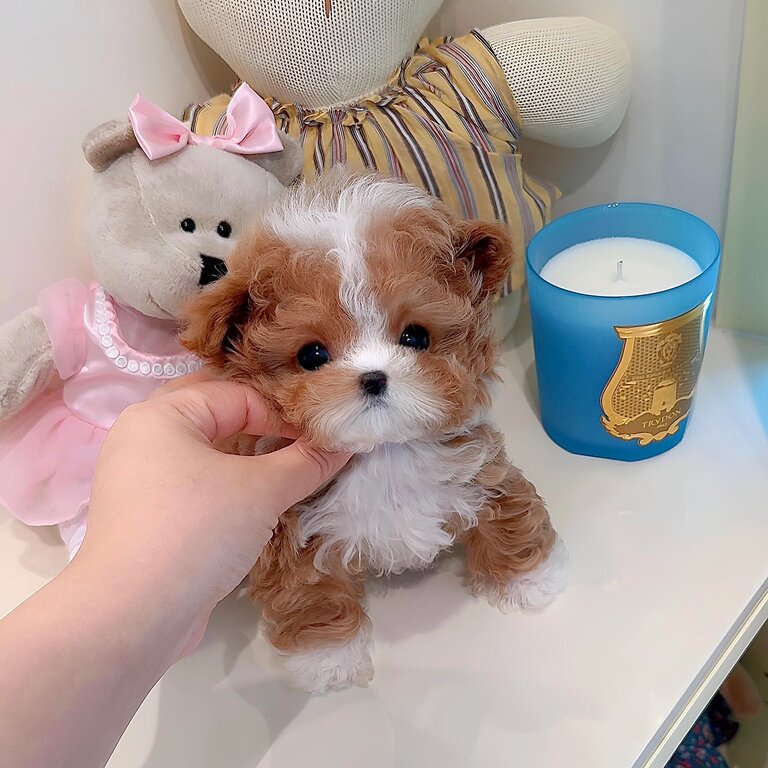 Teacup poodle puppies for sale 