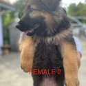 2months German Shepherd for adopt (Tan-0129555281)-4