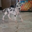 Great Dane Male Pup (Blue Harlequin Color)-4