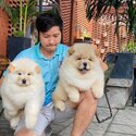 Chow Chow Puppy For Sale Malaysia (Imported from Vietnam) (019 - 480 6689 Grace) -4