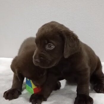 Labrador Puppy For Sale Malaysia (019 - 480 6689 Grace)