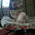 Pure Breed Tiny Pomeranian-2