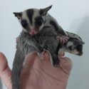 Baby Sugar Gliders for sale-1