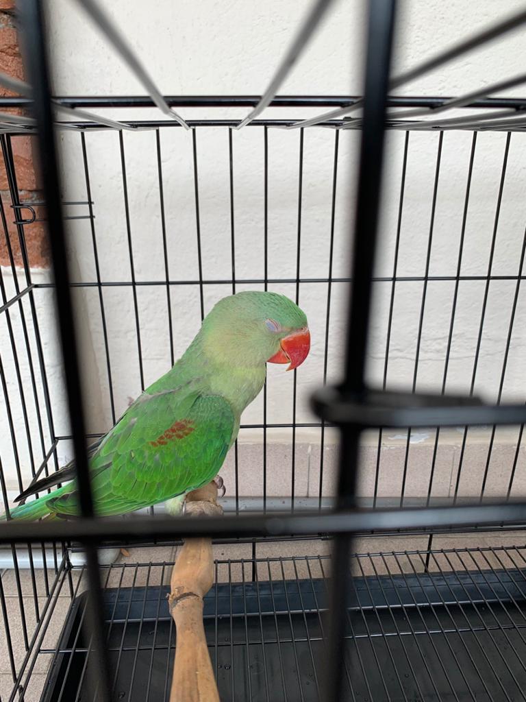 Alexandrian Parakeet Parrot