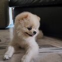 Pomeranian dog -4