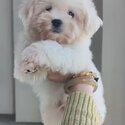 Maltese Puppy For Sale Malaysia (019 - 480 6689 Grace) -1