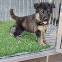 German Shepherd Puppy For Sale Malaysia (Imported lineage)(019 - 480 6689 Grace) -0