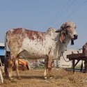 Goats, Sheep, Catles, Buffalo, -2