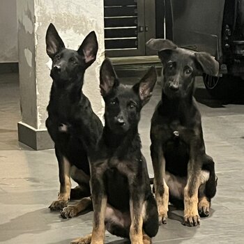 Belgium Shepherd Puppy