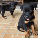 Adorable Rottweiler Puppies for Sale – Cheras, Selangor-3