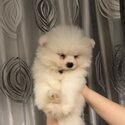 Pomeranian-2