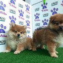 Cute Pomeranian @ Puchong -4