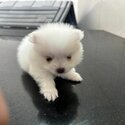 Pure Breed Tiny Pomeranian-0