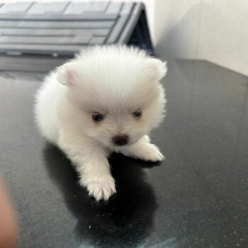 Pure Breed Tiny Pomeranian