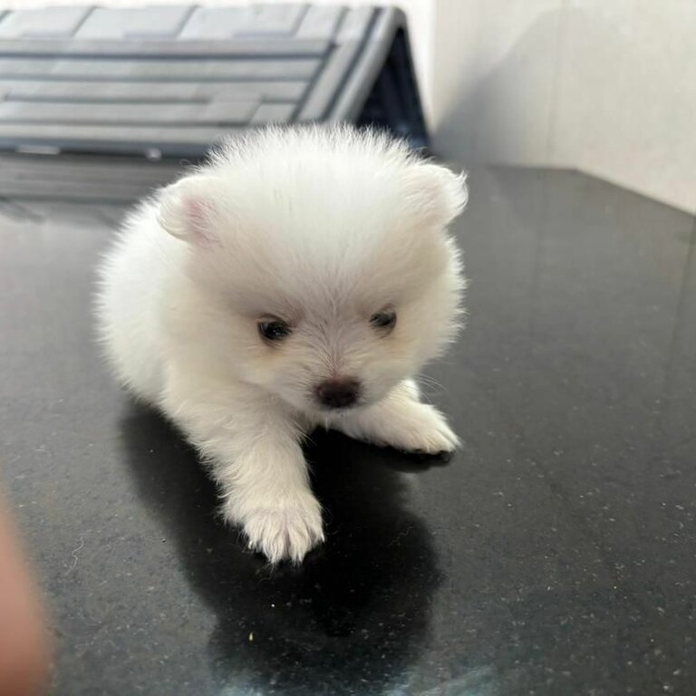 Pure Breed Tiny Pomeranian