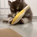 Pomsky Male Puppy -4