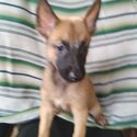 Puppies Belgium Malinois-2