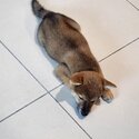 Shiba inu looking for new home-2