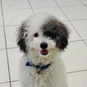 Friendly puppy poodle -1