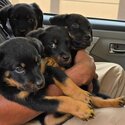 Adorable Rottweiler Puppies for Sale – Cheras, Selangor-0