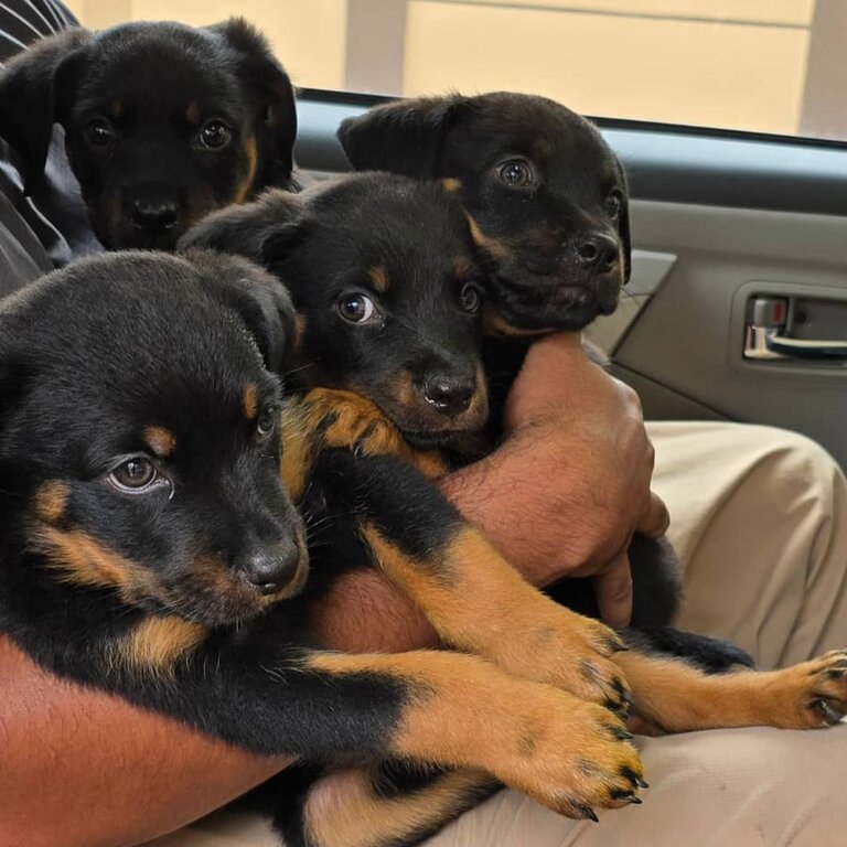 Adorable Rottweiler Puppies for Sale – Cheras, Selangor