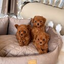 Teacup poodle puppies for sale 