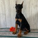 European Doberman Puppies For Sale-1