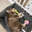 Pomsky Male Puppy -2