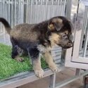 German Shepherd Puppy For Sale Malaysia (Imported lineage)(019 - 480 6689 Grace) -2