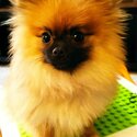 Female Pomeranian-0