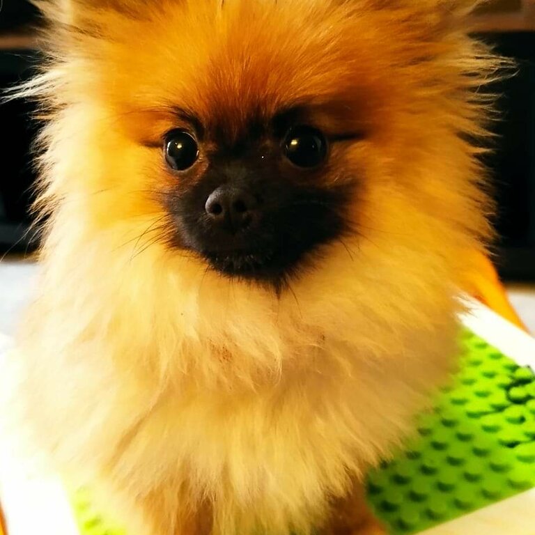 Female Pomeranian