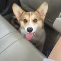 pembroke whelsh corgi for sale-2