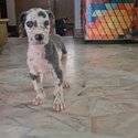 Great Dane Male Pup (Blue Harlequin Color)-3