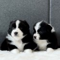 Border Collie Puppy For Sale Malaysia (019 - 480 6689 Grace)-0