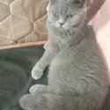 Gorgeous British Shorthair – in Your Loving Home!-1