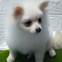 pomeranian-0