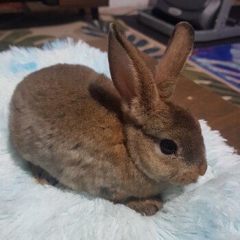 pure minirex baby rabbits