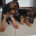 German shepherd puppies -3